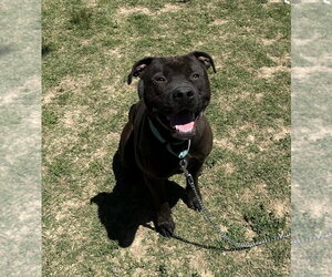 Kodiak - Male Mutt Dog for Adoption - Photo #4
