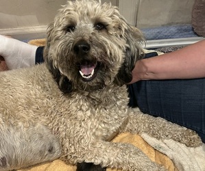 Mother of the Bernedoodle (Miniature) puppies born on 03/17/2026