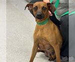 Small #1 Miniature Pinscher Mix