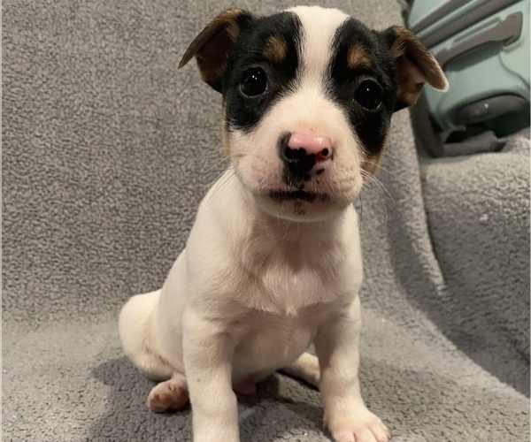 Medium Photo #15 Jack Russell Terrier Puppy For Sale in RICHMOND, MI, USA