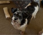 Small Photo #3 Shih Tzu-Unknown Mix Puppy For Sale in Hedgesville, WV, USA