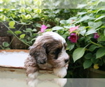 Small Photo #4 Cocker Spaniel-Poodle (Miniature) Mix Puppy For Sale in DUBARD, MS, USA