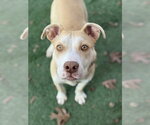 Small #3 Mutt
