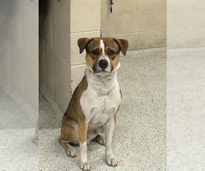 American Pit Bull Terrier-Unknown Mix Dogs for adoption in Conroe, TX, USA