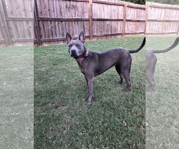 Medium Photo #2 Mutt Puppy For Sale in Greenville, SC, USA