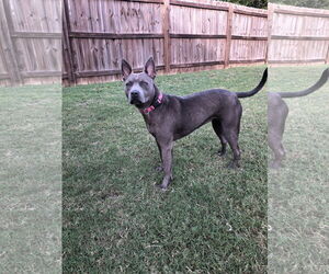 Gimlet - Female Mutt Dog for Adoption - Photo #2