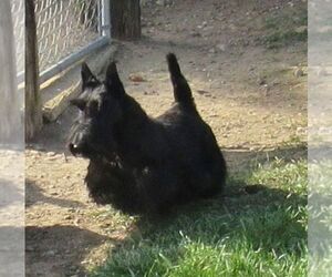 Father of the Scottish Terrier puppies born on 03/09/2020