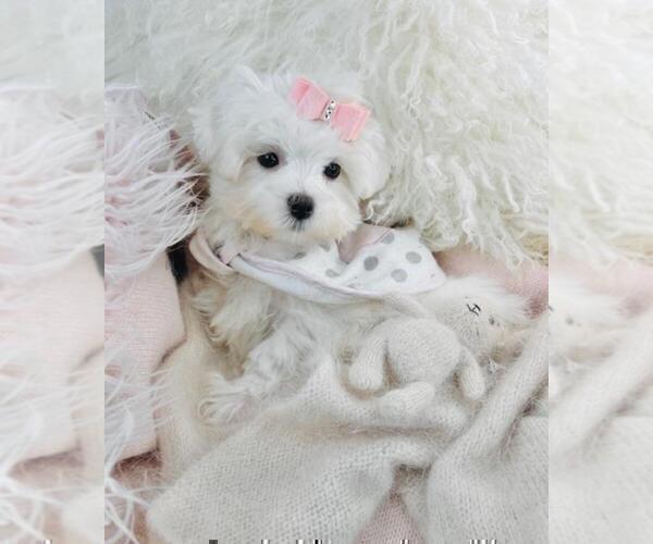 Medium Photo #10 Maltese Puppy For Sale in ATLANTA, GA, USA