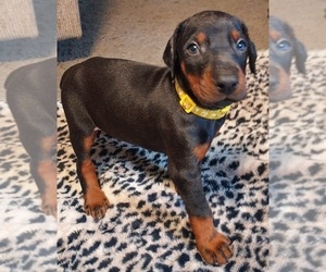 Doberman Pinscher Puppy for sale in NATRONA HEIGHTS, PA, USA