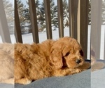 Small Photo #33 Goldendoodle (Miniature) Puppy For Sale in RANDOLPH, WI, USA