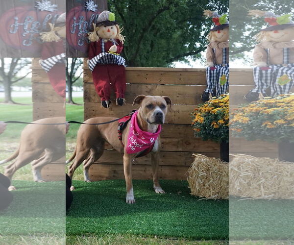 Medium Photo #22 American Pit Bull Terrier-Unknown Mix Puppy For Sale in Germantown, OH, USA