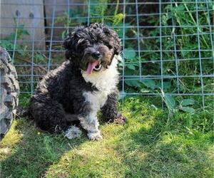 Father of the Aussiedoodle Miniature  puppies born on 11/08/2022