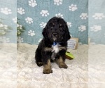 Small #2 Bernedoodle (Miniature)