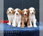 Small #2 Goldendoodle