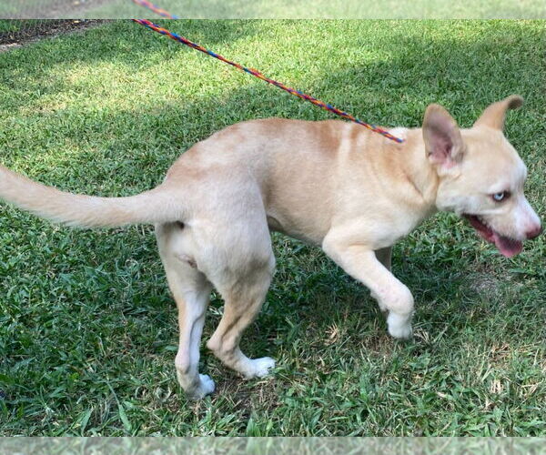 Medium Photo #4 Carolina Dog-Labrador Retriever Mix Puppy For Sale in Canton, CT, USA