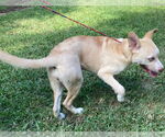 Small #3 Carolina Dog-Labrador Retriever Mix