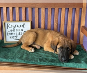 Golden Retriever-Unknown Mix Dogs for adoption in Genesee, WI, USA