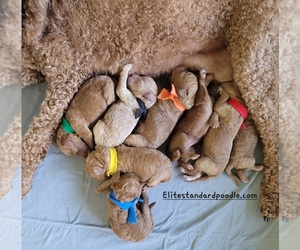 Poodle (Standard) Puppy for sale in WILSON, CT, USA