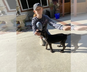 Plott Hound Puppy for sale in LA HABRA HEIGHTS, CA, USA