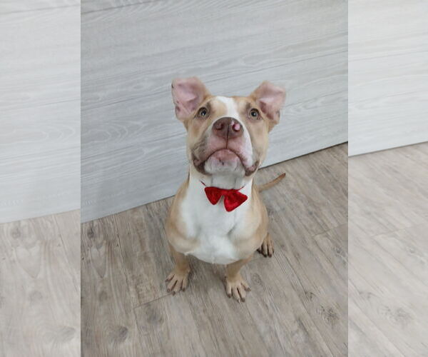 Medium Photo #3 Mutt Puppy For Sale in Murfreesboro, NC, USA