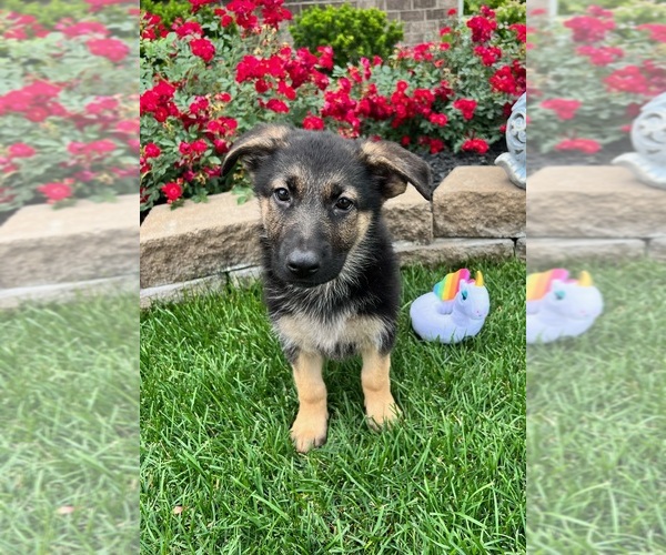 Medium Photo #4 German Shepherd Dog Puppy For Sale in INDIANAPOLIS, IN, USA