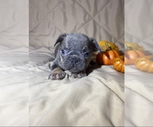 French Bulldog Puppy for sale in FORT WORTH, TX, USA