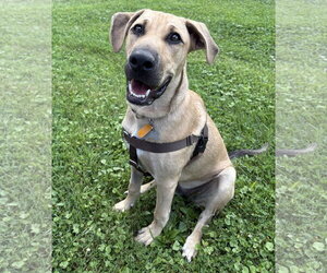 Mutt Dogs for adoption in Doylestown, PA, USA