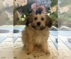 Maltipoo (Toy) Puppy for sale in PUNTA GORDA, FL, USA