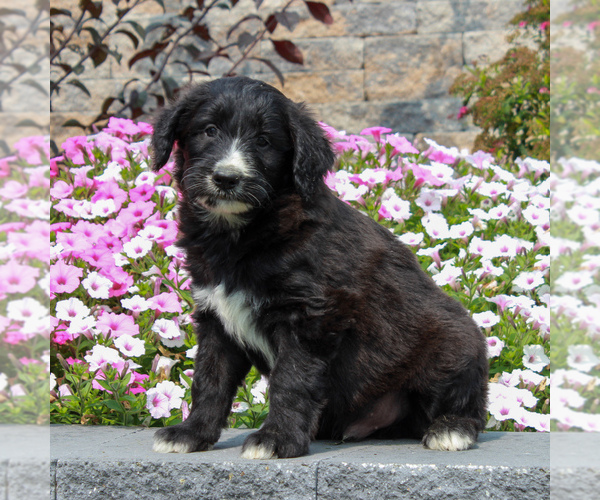 Medium Photo #3 Shepadoodle Puppy For Sale in HONEY BROOK, PA, USA