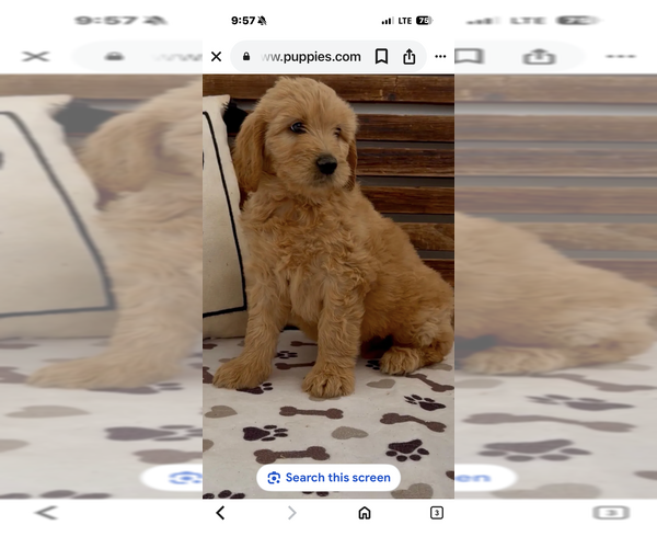 Medium Photo #4 Goldendoodle Puppy For Sale in MERCED, CA, USA