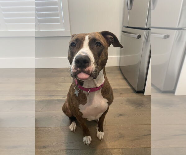 Medium Photo #42 American Pit Bull Terrier-Unknown Mix Puppy For Sale in Boston, MA, USA