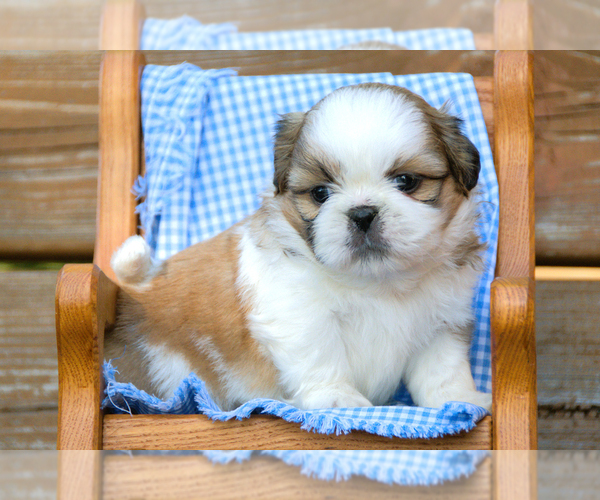 Medium Photo #4 Shih Tzu Puppy For Sale in CLARE, MI, USA