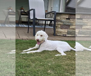 Lena - Female Mutt Dog for Adoption - Photo #2