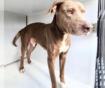 Small Staffordshire Bull Terrier Mix