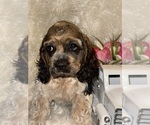 Small #1 Cocker Spaniel