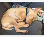 Small #1 Chinese Shar-Pei Mix