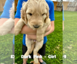 Puppy Dark Punk Goldendoodle
