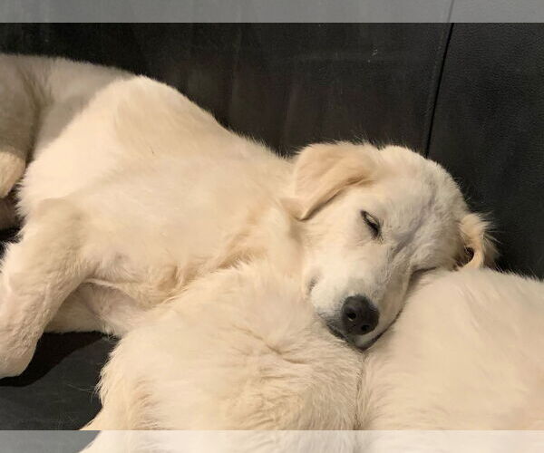 Medium Photo #7 Great Pyrenees Puppy For Sale in Dallas, TX, USA