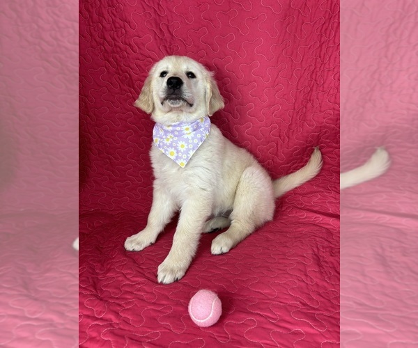 Medium Photo #3 English Cream Golden Retriever Puppy For Sale in GREENFIELD, IN, USA