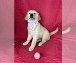 Small #2 English Cream Golden Retriever