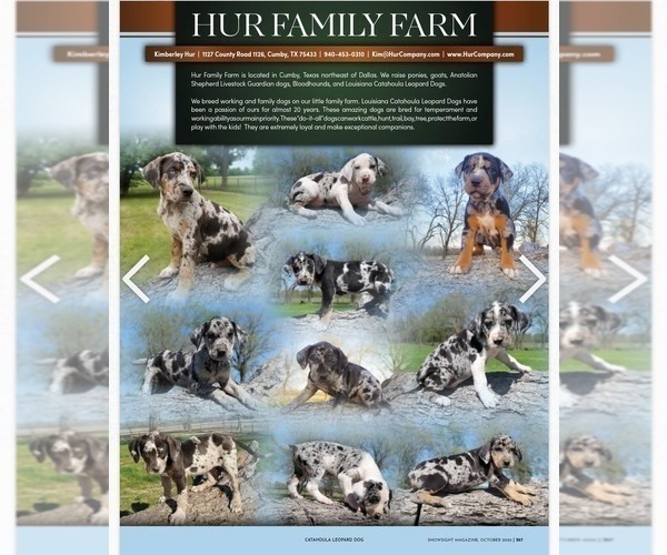 Medium Photo #4 Catahoula Leopard Dog Puppy For Sale in CUMBY, TX, USA