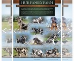 Small #3 Catahoula Leopard Dog