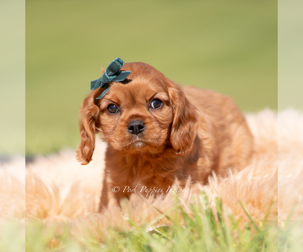 Medium Photo #3 Cavalier King Charles Spaniel Puppy For Sale in WARSAW, IN, USA