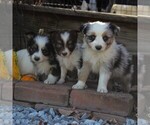 Small Photo #6 Miniature Australian Shepherd Puppy For Sale in STRASBURG, PA, USA