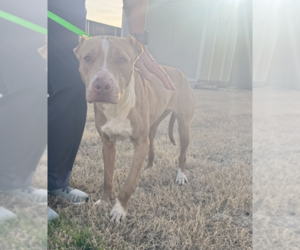 Pebbles - Female American Pit Bull Terrier-Unknown Mix Dog for Adoption - Photo #8