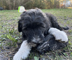 Small Photo #18 Aussiedoodle Puppy For Sale in JACKSONVILLE, NC, USA
