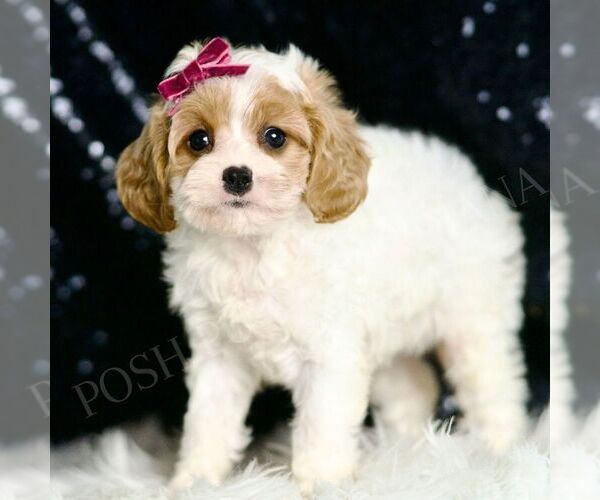 Medium Photo #4 Cavapoo Puppy For Sale in WARSAW, IN, USA
