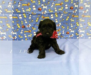 Schnoodle (Miniature) Puppy for sale in WINNSBORO, LA, USA