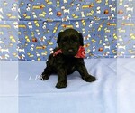 Image preview for Ad Listing. Nickname: Tiny Maverick