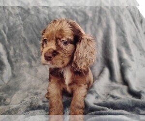 Schnocker Puppy for sale in PENSACOLA, FL, USA